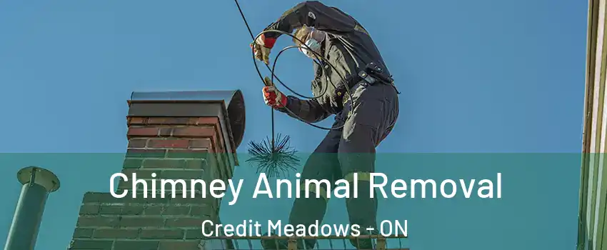 Chimney Animal Removal Credit Meadows - ON
